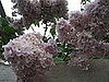 Name This Flower