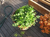 the new herb planter: the parsley and cilantro are already growing like mad.