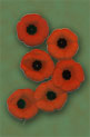 A Poppy Idea
