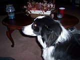 Steeler the Border Collie