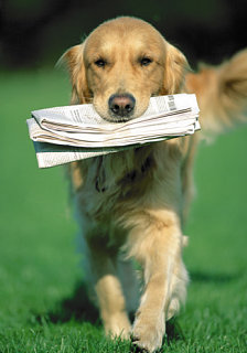 Do Tell: If you Could Teach your Pet One Thing
