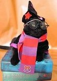 Why dogs hate Halloween