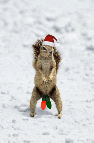 A christmas squirrel