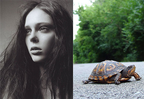 Coco-Turtle Coco-Turtle