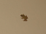 Just call me JessNess the Frog Hunter