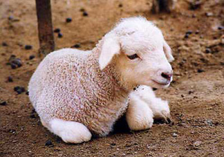 What is Lanolin?