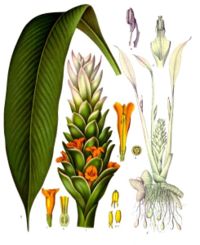 Spice it Up: Turmeric