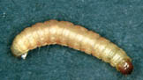 Food Moths:  Do They EVER Go Away?