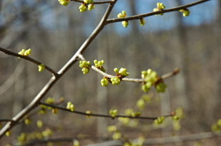 Speak Up:  When Spring Arrives, What's Your Favorite Thing to do?