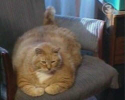 More Pet Food Problems