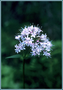 Valerian Root:  Nature's Valium