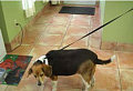 Factors Contributing to Overweight Pets