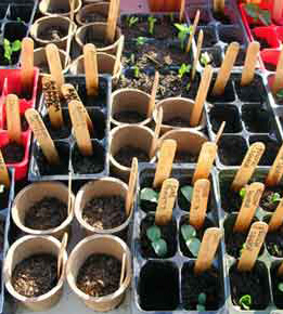 Weekend Well-Being:  Start Your Garden Now