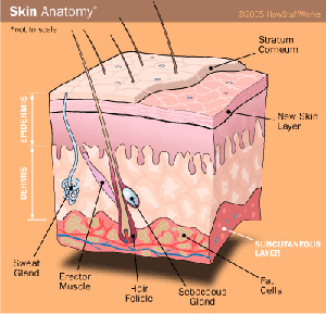 Anatomy of a Tattoo
