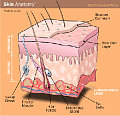 Anatomy of a Tattoo