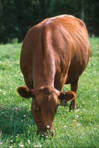 Eat Beef? Go Grass Fed