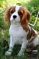 What Should I do About My Neighbor's Mistreated Puppy?