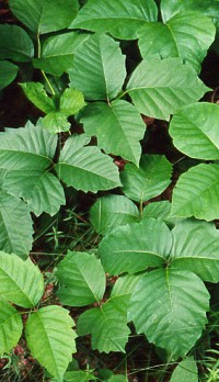Know Your Enemy:  Poison Ivy!