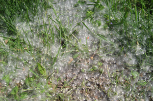All That Fluff and Your Seasonal Allergies