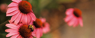 Echinacea: Herbal Cold Remedy Vindicated
