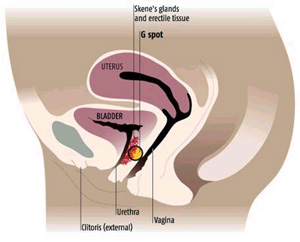 Where is Your G-spot?
