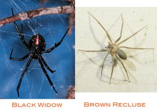 Spider Bites: What You Should Know