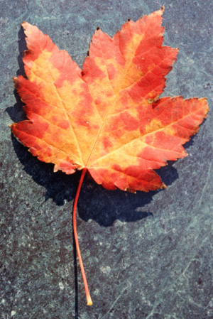 Are You Sad That Summer is Over?