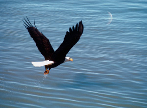 P.L.O.W. -  Birds in Flight 