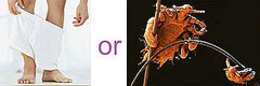 Which Is Worse? Streaks or Crabs Which Is Worse? Streaks or Crabs
