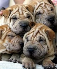Sugar Causes Wrinkles Sugar Causes Wrinkles
