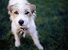 Exercise Safety Tip: Dealing With Unknown Dogs