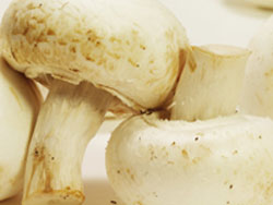 Misconceptions About Mushrooms