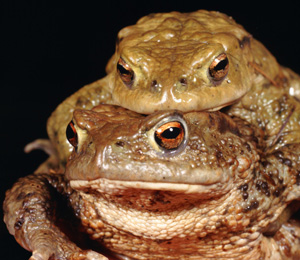 Are Warts Contagious