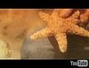 The Starfish Story