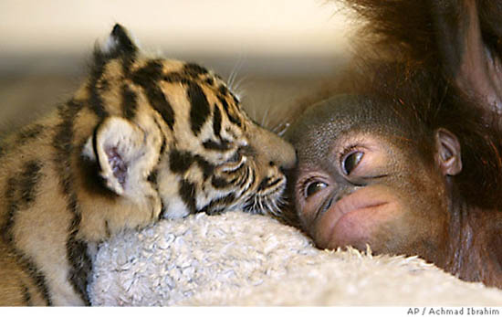 Interspecies Love: A Brief But Intense Affair