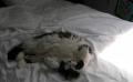 Pet of the Week