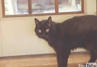 Baby the 36 Year Old Cat