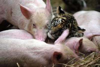 pig2 pig2