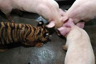 pig4 pig4