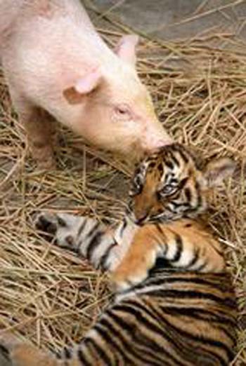 pig5 pig5