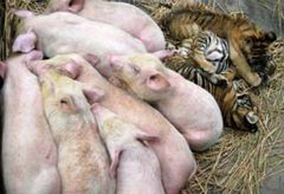 pig pig