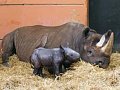 Name the Baby Rhino!