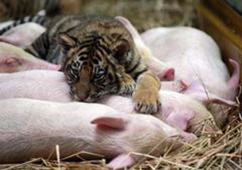 More Interspecies Lovin' More Interspecies Lovin'