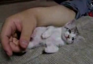 Happy Caturday!
