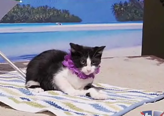 Operation Kitten Calendar