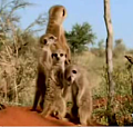 Sleepy Meerkats!