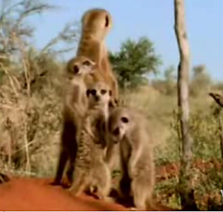 Sleepy Meerkats!