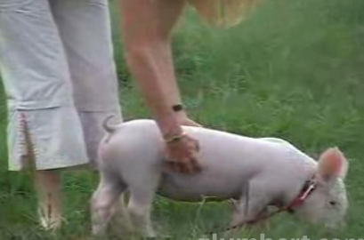 Cute Piglet: I Want One!