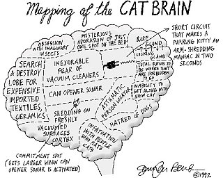 Cat Brain Map