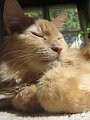 Pet of the Week